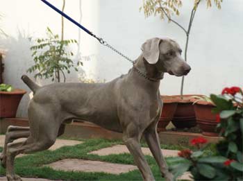 weimaraner guru