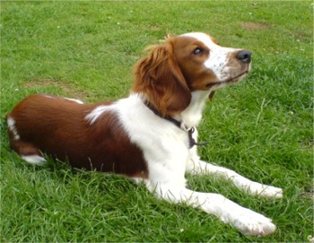 welshspringerspaniel deakin
