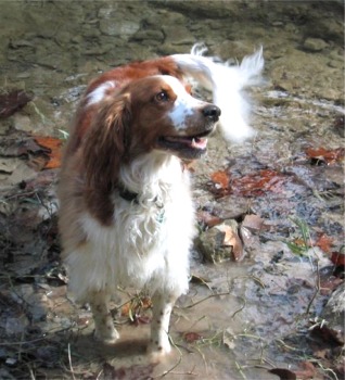 welshspringerspaniel pearson