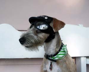 welshterrier carl