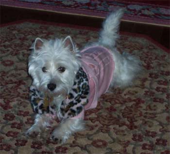 westhighlandwhiteterrier dalicandro