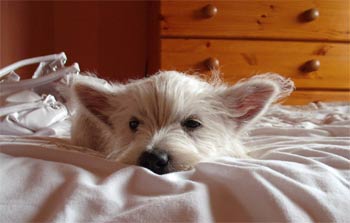 westhighlandwhiteterrier lena