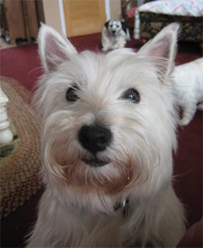 westhighlandwhiteterrier monroe
