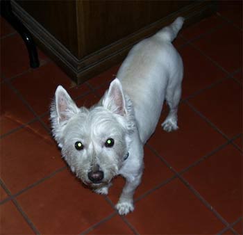 westhighlandwhiteterrier robey