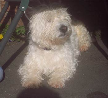 westhighlandwhiteterrier samways