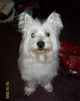 westhighlandwhiteterrier snows