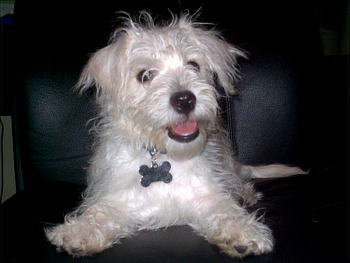 westiepoo whitsett