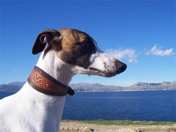 whippet brawn