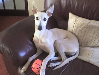 whippet mcsherry