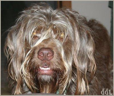 wirehairedpointinggriffon bower