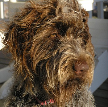 wirehairedpointinggriffon pannill