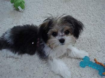 yorkieapso childers