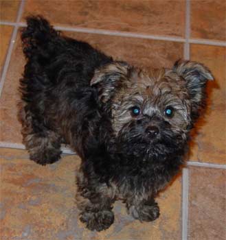 yorkiepoo schrader