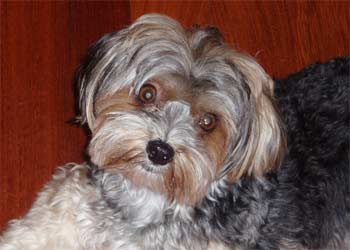 yorktes spitz