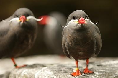 Mooie Vogels