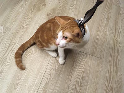 汗血宝猫