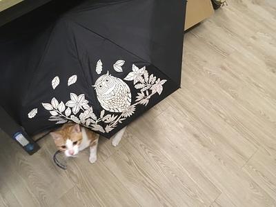 爱和猫头鷹躲猫猫的喵喵
