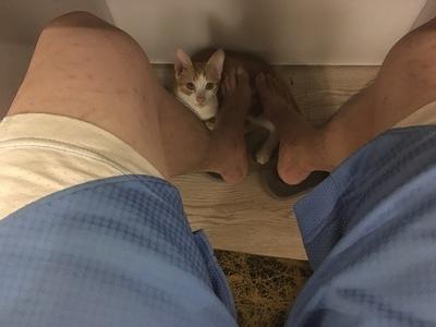 臭脾气的猫猫