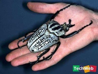 beetle巨人甲虫