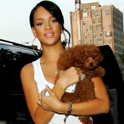 Rihanna &amp; Her Miniature Poodle
