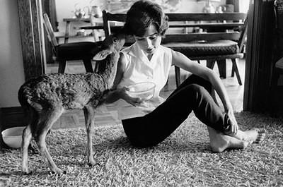 audrey hepburn-fawn