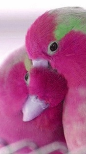 love birds