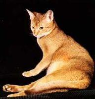 abyssinian