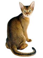 abyssinian2