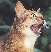 abyssinian3