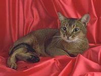 abyssinian4