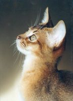 abyssinian5