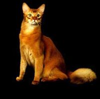 abyssinian6