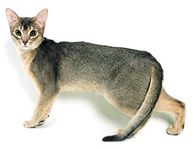 abyssinian blue3
