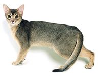 abyssinian blue3