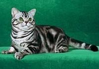 american shorthair