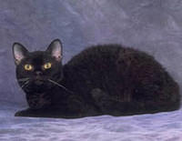 american wirehair