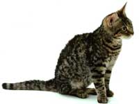 americanwirehair