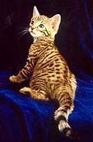 bengal