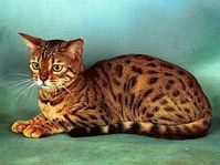 bengal
