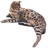 bengalred