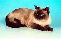 birman