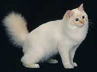 birman