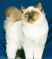 birman6