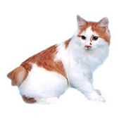 bobtail kuril5