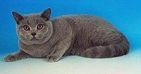 british blue