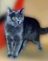 british blue1