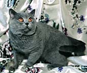 british blue2