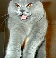 british blue3