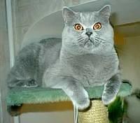 british blue4