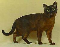 burmese